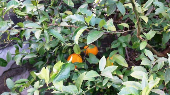 2026年1月レモン